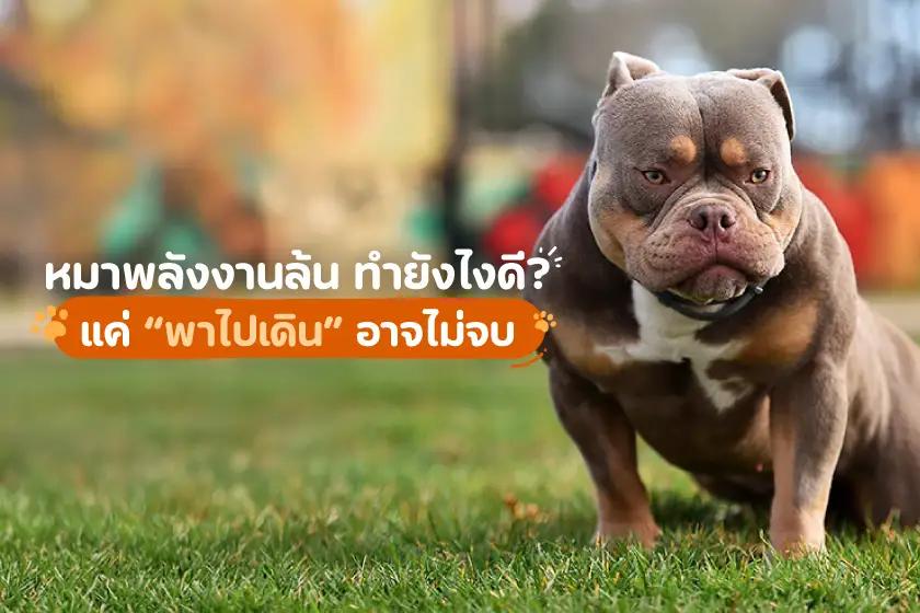 หมาพลังงานล้น ทำยังไงดี? แค่พาไปเดินเล่นอาจไม่จบ