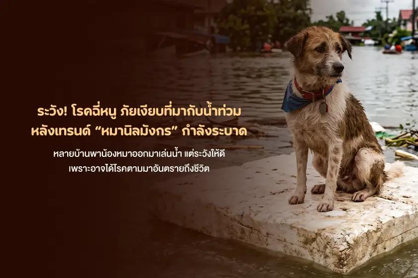 ระวัง! โรคฉี่หนู ภัยเงียบที่มากับน้ำท่วม หลังเทรนด์หมานิลมังกรกำลังระบาด
