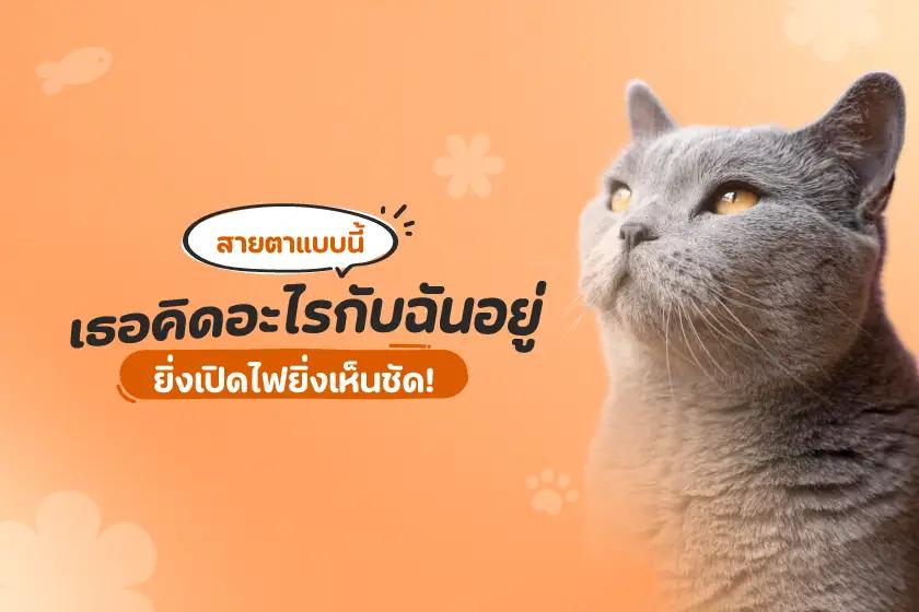 สายตาแบบนี้ เธอคิดอะไรกับฉันอยู่?