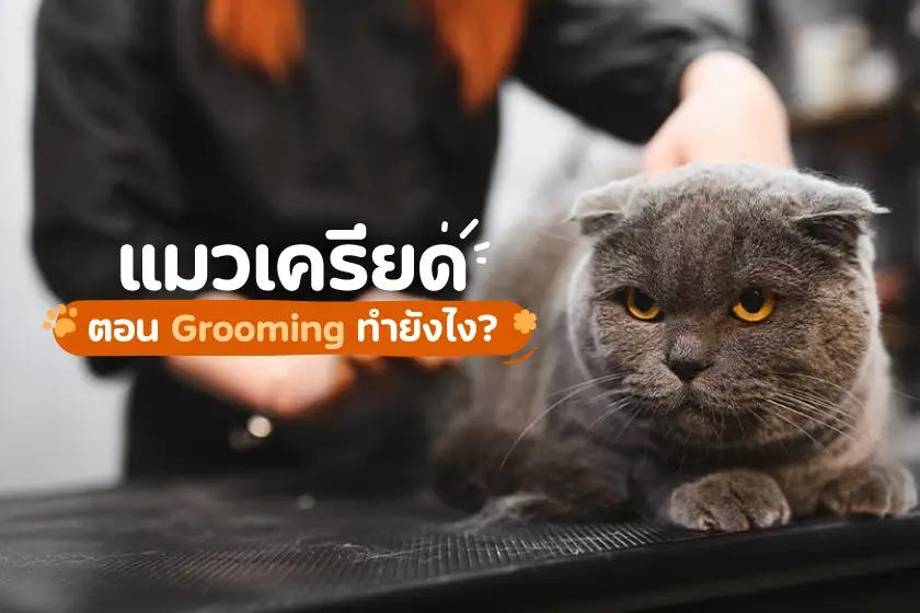 แมวเครียดตอน Grooming ทำยังไงดี?