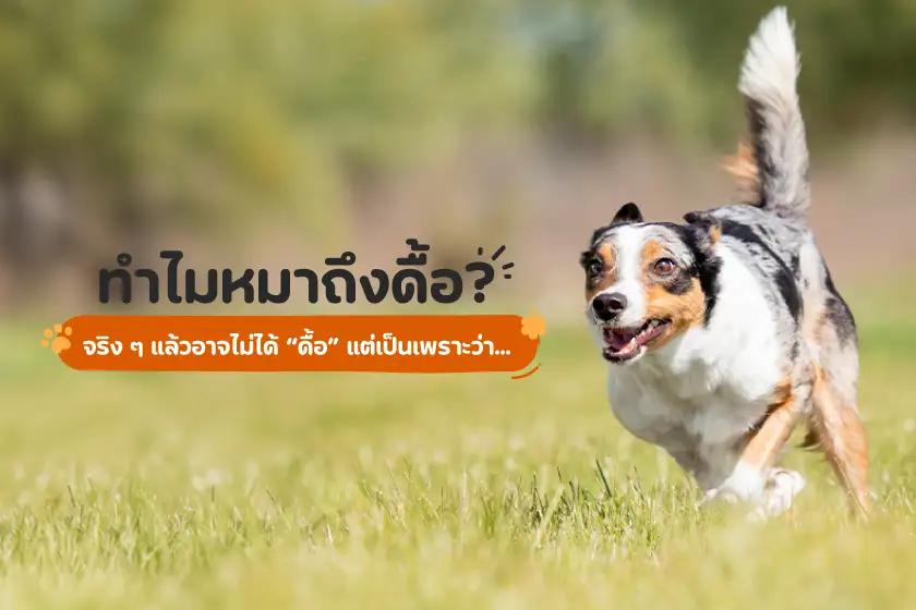 ทำไมหมาถึงดื้อ? จริง ๆ แล้วอาจไม่ได้ดื้อ แต่เป็นเพราะว่า...