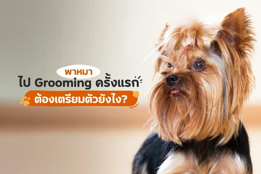 พาหมาไป Grooming ครั้งแรก ต้องเตรียมตัวยังไง?