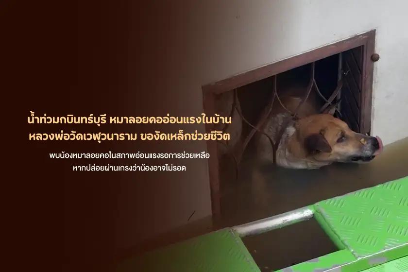 น้ำท่วมกบินทร์บุรี หมาลอยคออ่อนแรงในบ้าน หลวงพ่อวัดเวฬุวนาราม ของัดเหล็กช่วยชีวิต