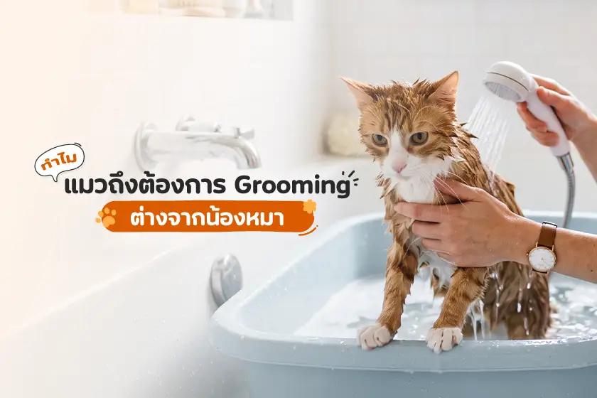 ทำไม แมวถึงต้องการ Grooming ต่างจากน้องหมา