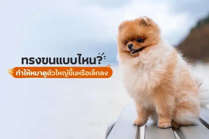 ทรงขนแบบไหน ที่ทำให้หมาดูตัวใหญ่ขึ้นหรือเล็กลง