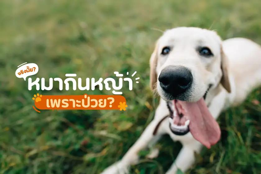 จริงมั้ย? หมากินหญ้าเพราะป่วย?