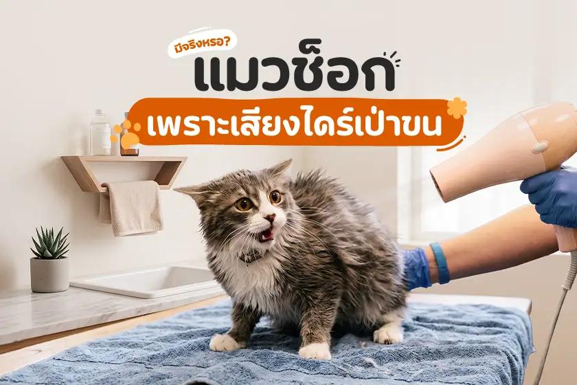 มีจริงเหรอ? แมวช็อกเพราะเสียงไดร์เป่าขน