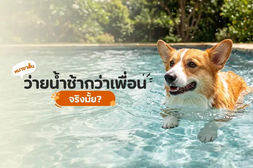 หมาขาสั้น ว่ายน้ำช้ากว่าเพื่อนจริงมั้ย?