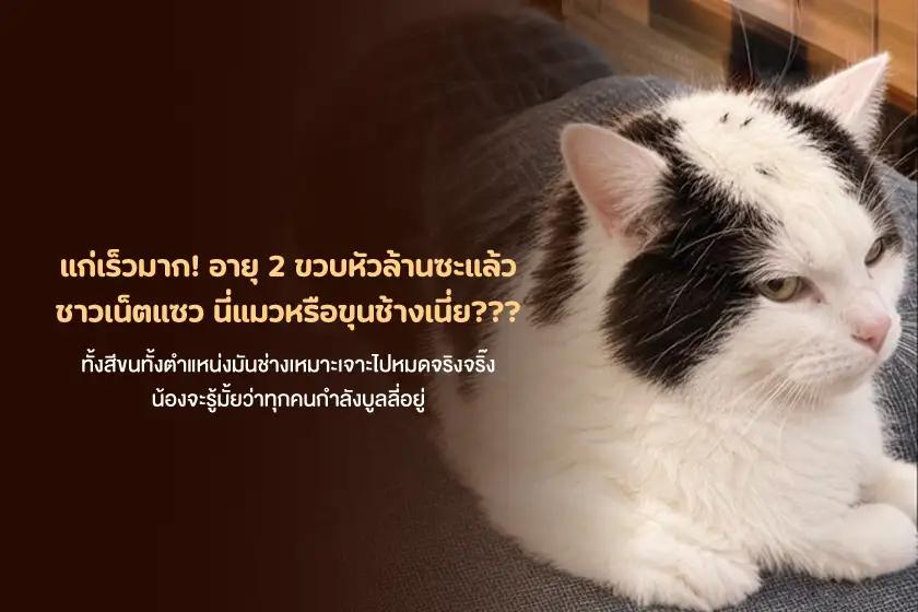 แก่เร็วมาก! อายุ 2 ขวบหัวล้านซะแล้ว ชาวเน็ตแซว นี่แมวหรือขุนช้างเนี่ย???