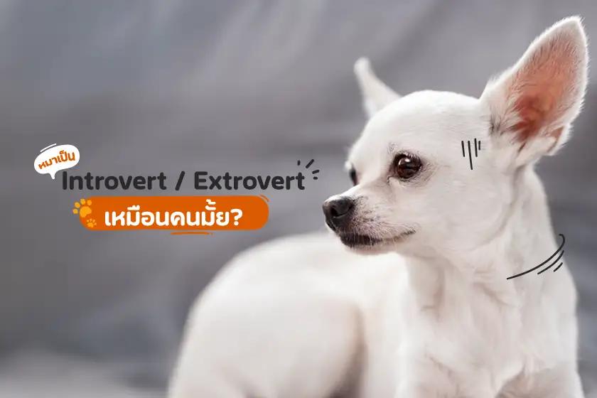 หมาเป็น Introvert/Extrovert เหมือนคนมั้ย?