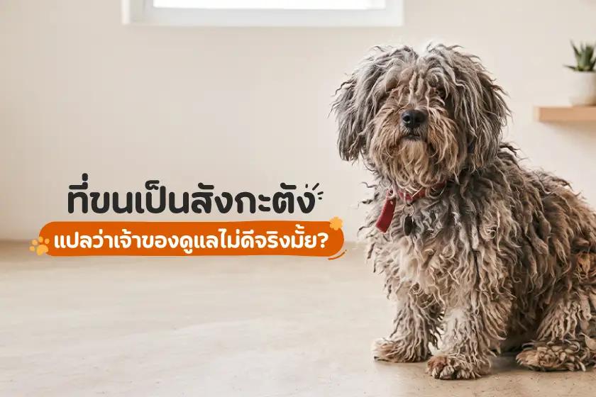 ที่ขนเป็นสังกะตัง แปลว่าเจ้าของดูแลไม่ดีจริงมั้ย?