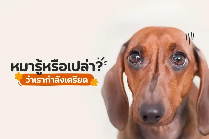 หมารู้หรือเปล่า? ว่าเรากำลังเครียด