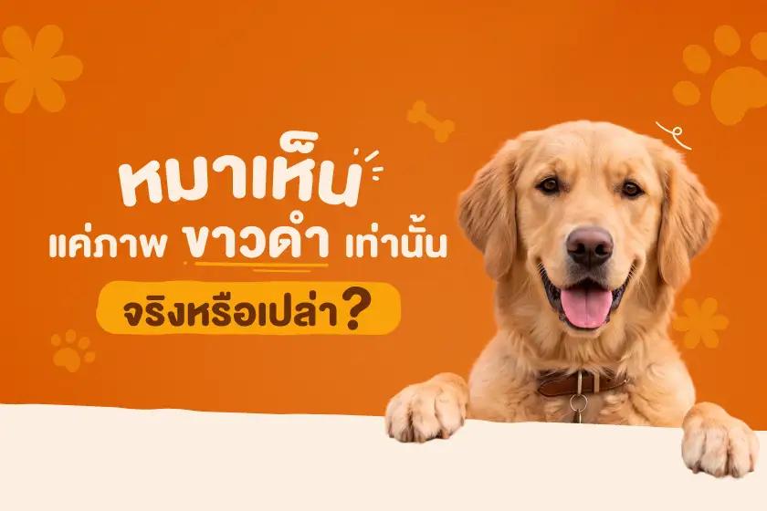 หมาเห็นแค่ภาพขาวดำเท่านั้น จริงหรือเปล่า?