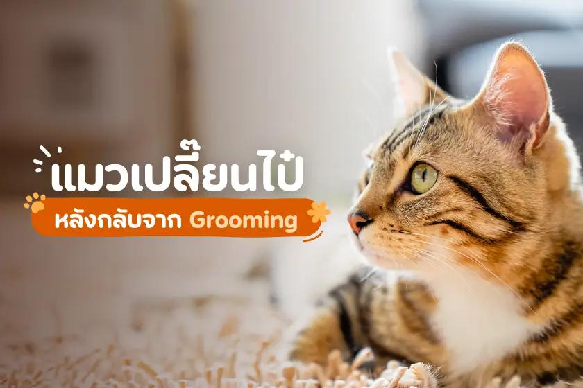 แมวเปลี๊ยนไป๋ หลังกลับจาก Grooming