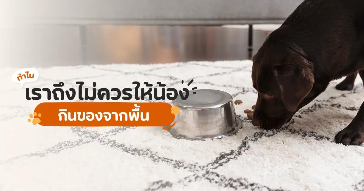 ทำไมเราถึงไม่ควรให้น้องกินของที่ตกพื้น