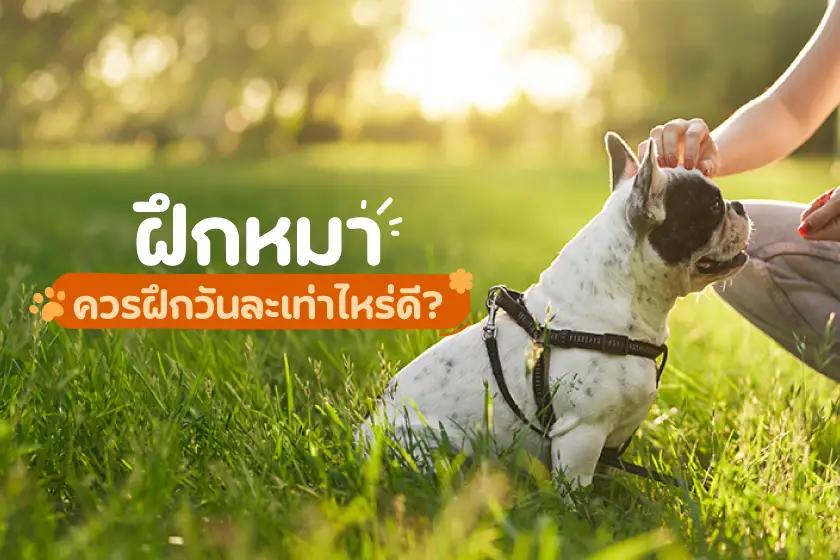 ฝึกหมาควรฝึกวันนึง ใช้เวลานานแค่ไหนดี?