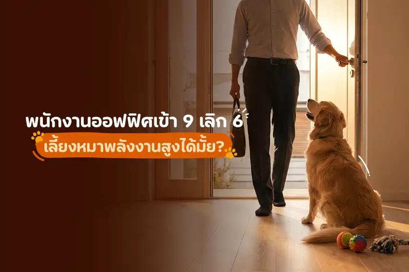 พนักงานออฟฟิศเข้า 9 เลิก 6 เลี้ยงหมาพลังงานสูงได้มั้ย?
