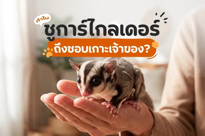 ทำไมชูการ์ไกลเดอร์ ถึงชอบเกาะเจ้าของ?
