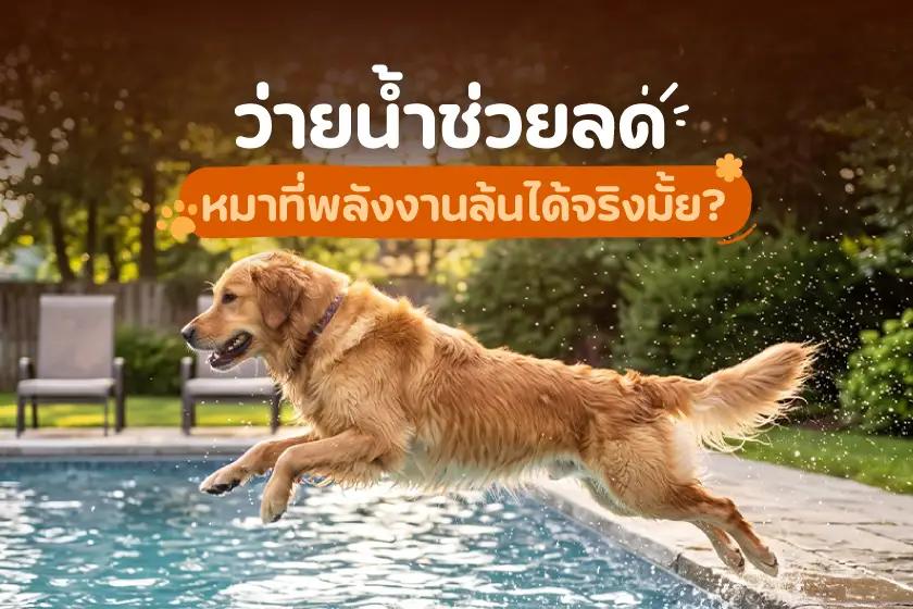 ว่ายน้ำช่วยลดหมาที่พลังงานล้นได้จริงมั้ย?