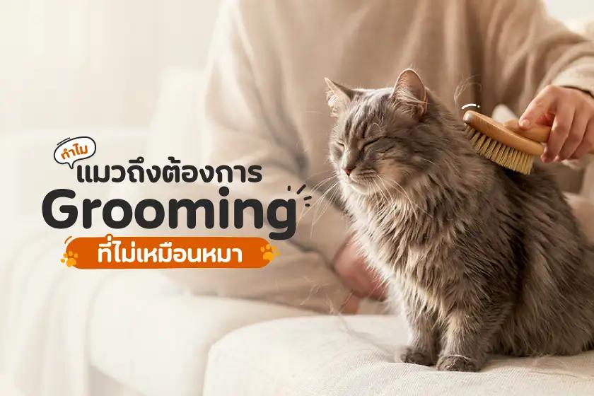 ทำไมแมวถึงต้องการ Grooming ต่างจากน้องหมา