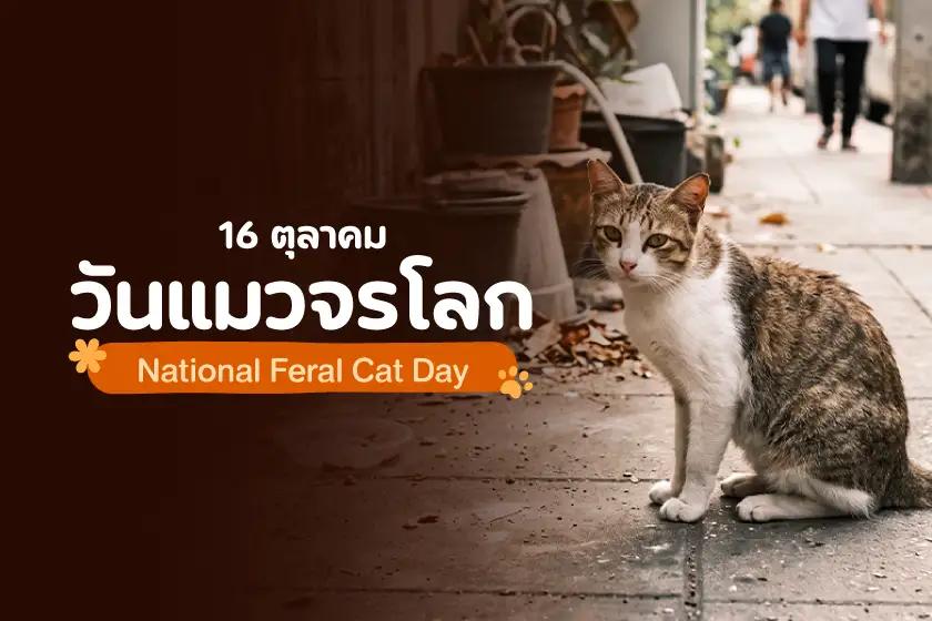 16 ตุลาคม วันแมวจรโลก (National Feral Cat Day)