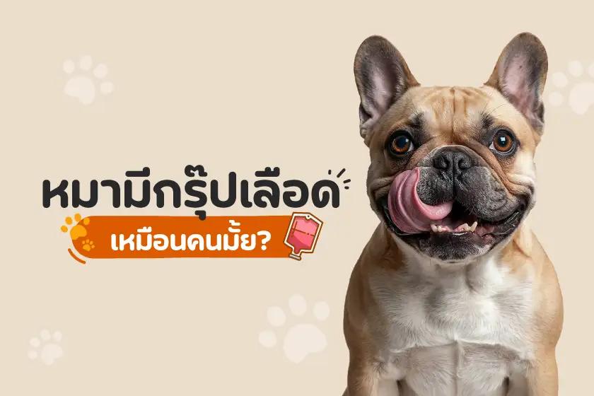 หมามีกรุ๊ปเลือด เหมือนคนมั้ย?