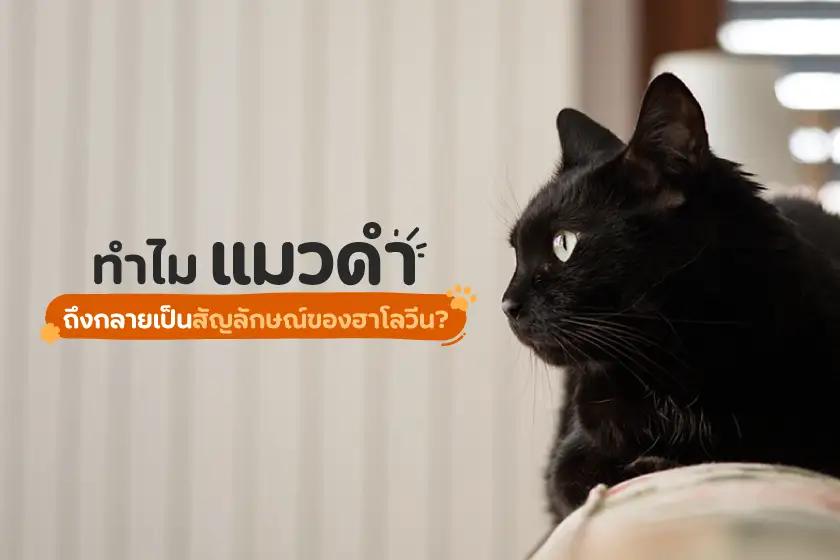 ทำไมแมวดำ ถึงกลายเป็นสัญลักษณ์ของฮาโลวีน