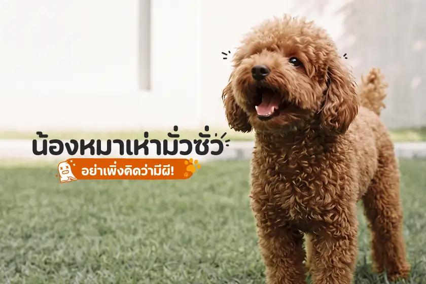 น้องหมาเห่ามั่วซั่ว อย่าเพิ่งคิดว่ามีผี!