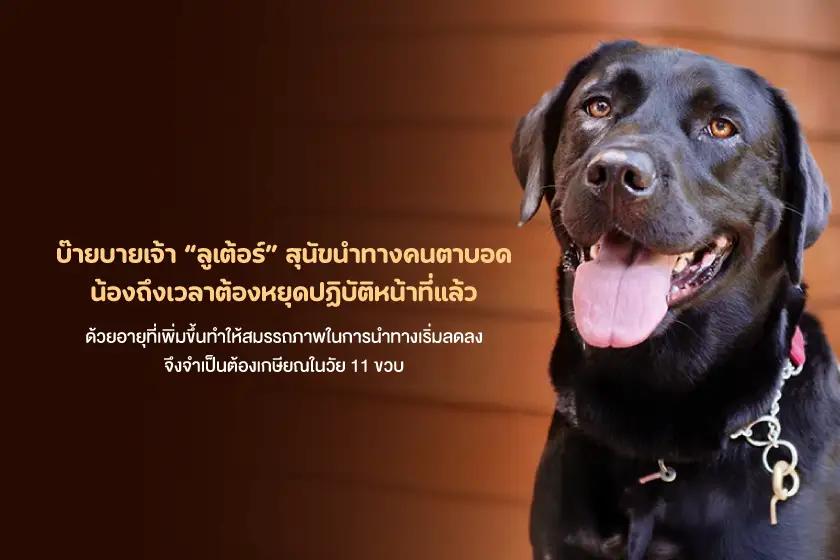 บ๊ายบายเจ้าลูเต้อร์ สุนัขนำทางคนตาบอด น้องถึงเวลาต้องหยุดปฏิบัติหน้าที่แล้ว
