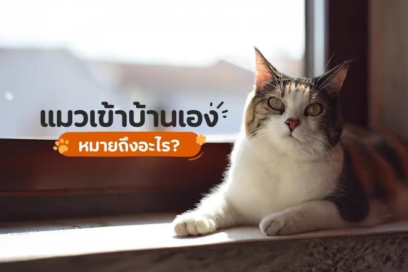 แมวเข้าบ้านเองหมายถึงอะไร?