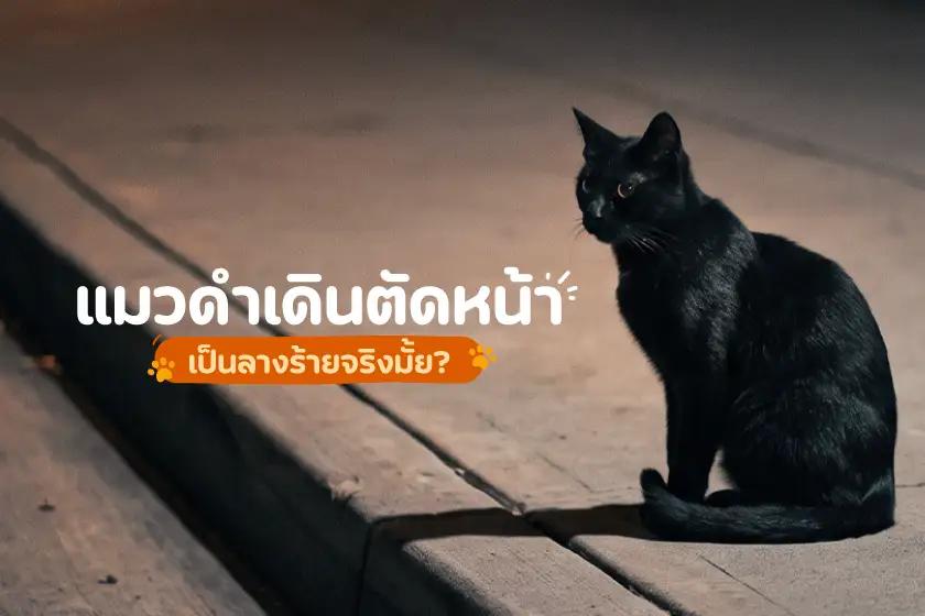 แมวดำเดินตัดหน้า เป็นลางร้ายจริงมั้ย?