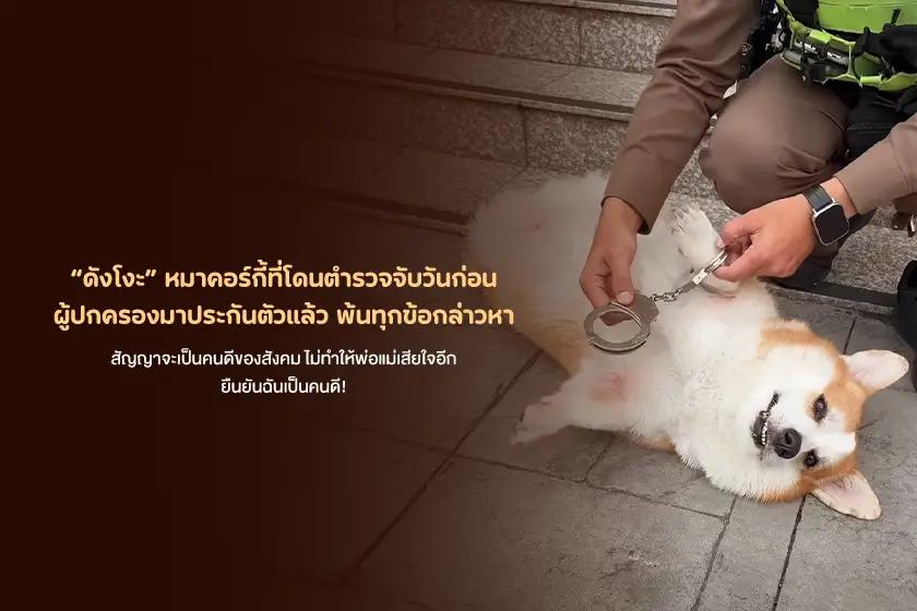 ดังโงะ หมาคอร์กี้ที่โดนตำรวจจับวันก่อน ผู้ปกครองมาประกันตัวแล้ว พ้นทุกข้อกล่าวหา 
