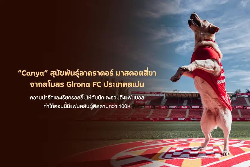Canya สุนัขพันธุ์ลาดราดอร์ มาสคอตสี่ขา จากสโมสร Girona FC ประเทศสเปน