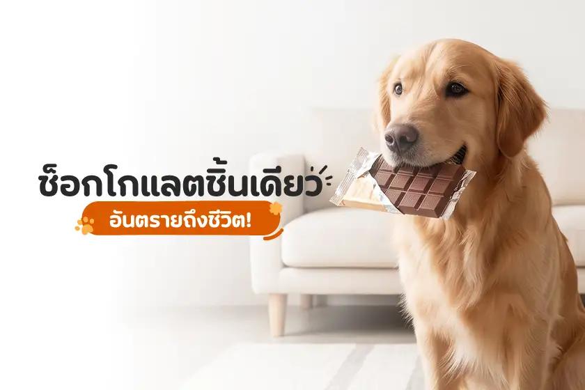 ช็อกโกแลตชิ้นเดียว อันตรายถึงชีวิต!