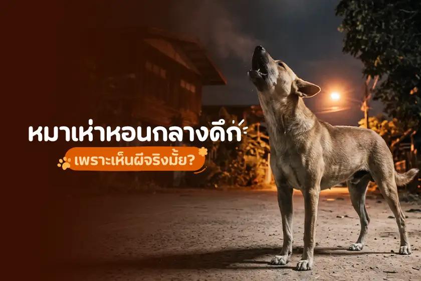 หมาเห่าหอนกลางดึก เพราะเห็นผีจริงมั้ย?