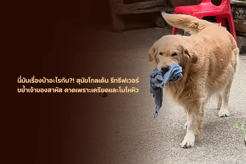 นี่มันเรื่องบ้าอะไรกัน?! สุนัขโกลเด้น รีทรีฟเวอร์ ขย้ำเจ้าของสาหัส คาดเพราะเครียดและโมโหหิว