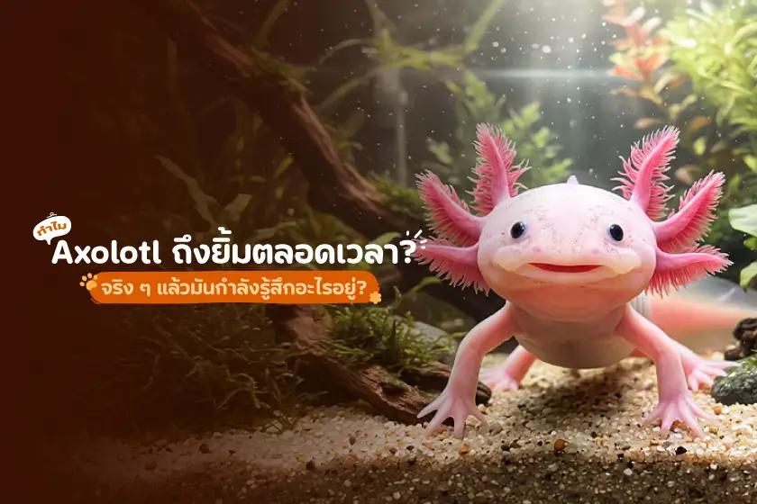 ทำไม Axolotl ถึงยิ้มตลอดเวลา?  จริง ๆ แล้วมันกำลังรู้สึกอะไรอยู่?