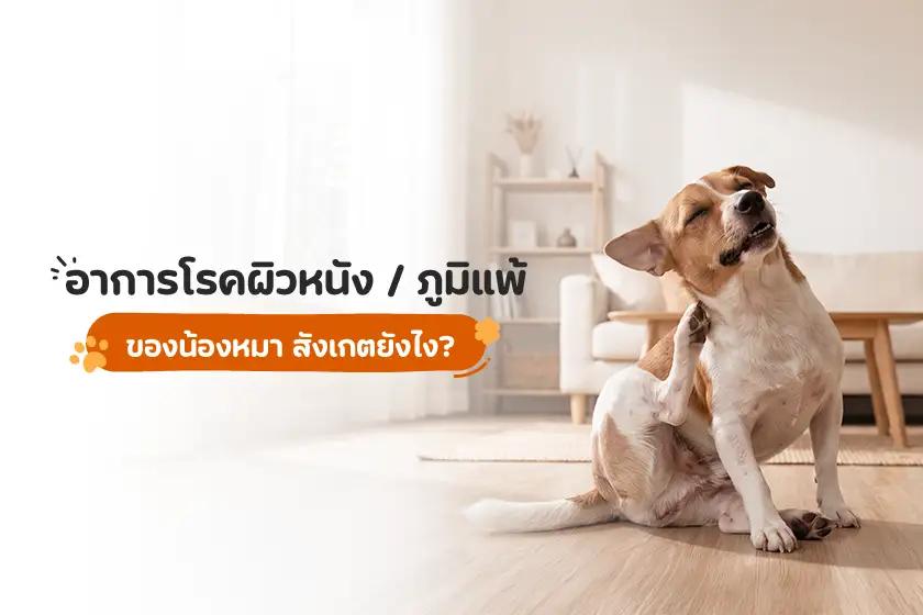 อาการโรคผิวหนังหรือภูมิแพ้ ของน้องหมา สังเกตยังไง?