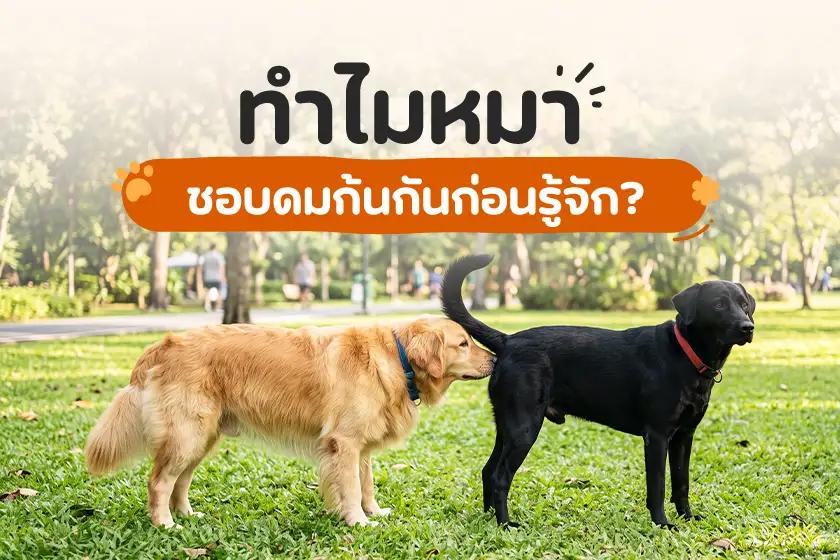 ทำไมหมาชอบดมก้นก่อนทำความรู้จัก?