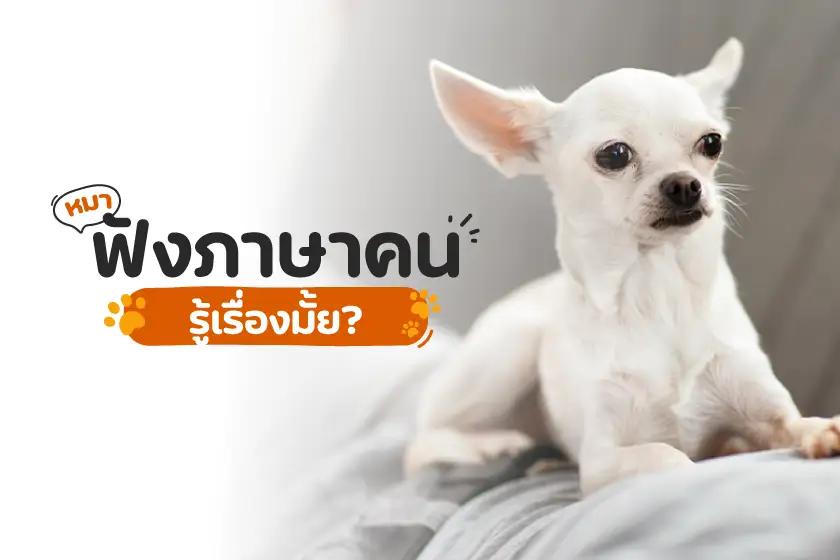 หมาฟังภาษาคนรู้เรื่องมั้ย?