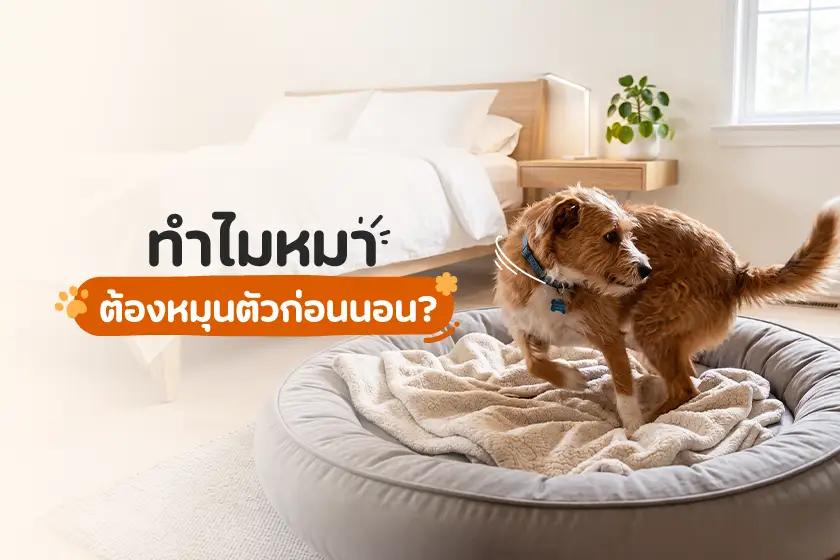 ทำไมหมาต้องหมุนตัวก่อนนอน?