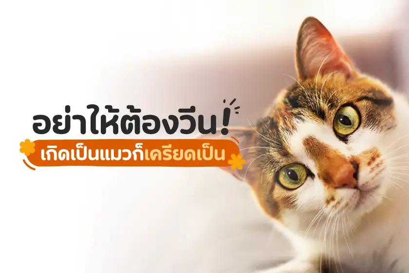อย่าให้ต้องวีน! เกิดเป็นแมวก็เครียดเป็น