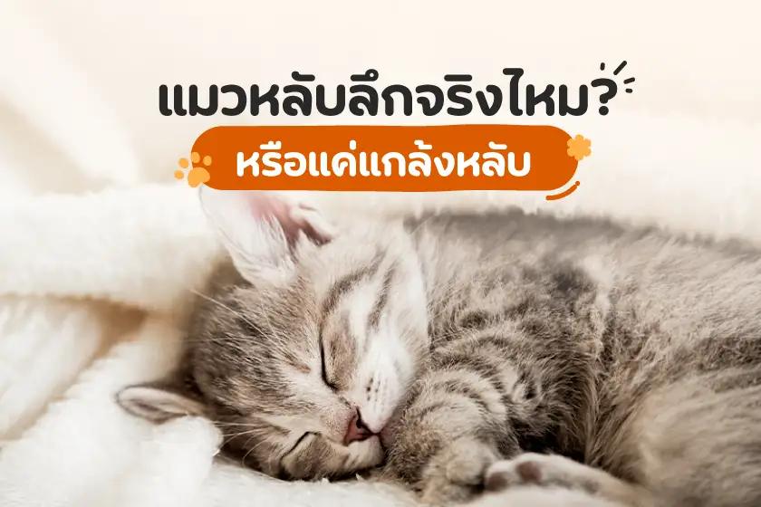 แมวหลับลึกจริงมั้ย? หรือแค่แกล้งหลับกันแน่