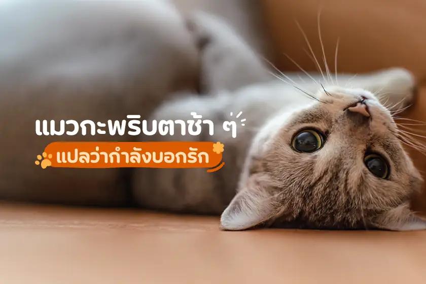 แมวกะพริบตาช้า ๆ แปลว่ากำลังบอกรัก