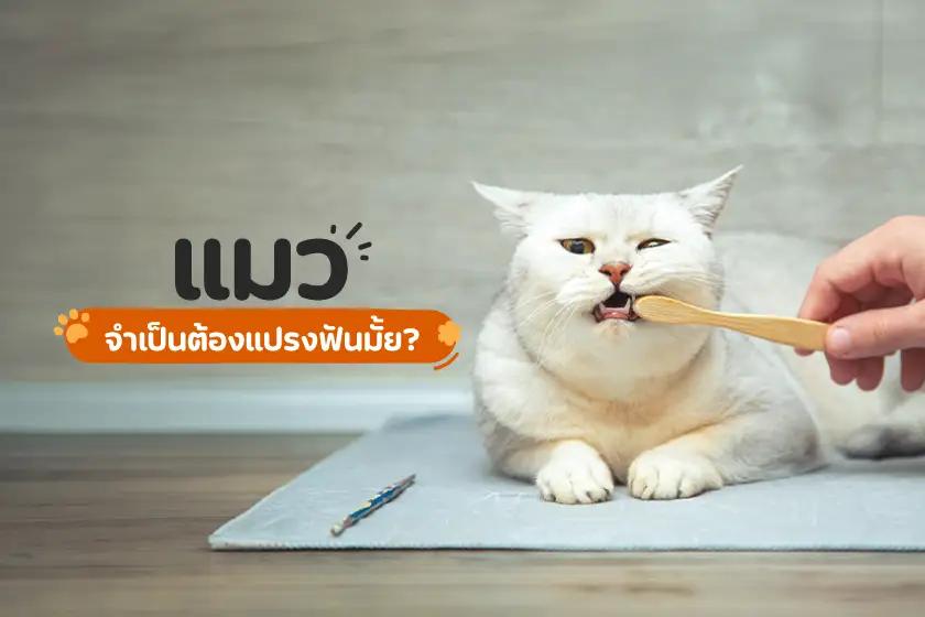 แมว จำเป็นต้องแปรงฟันมั้ย?