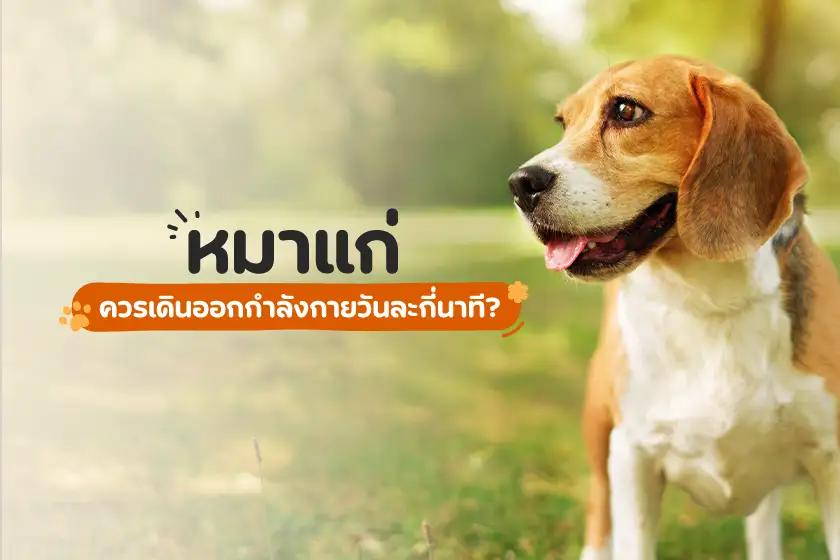 หมาแก่ ควรเดินออกกำลังกายวันละกี่นาที?