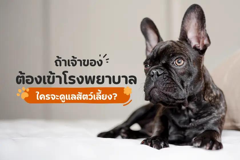 ถ้าเจ้าของต้องเข้าโรงพยาบาล ใครจะดูแลสัตว์เลี้ยง?