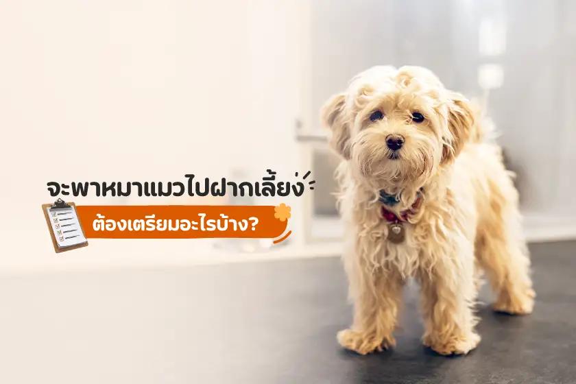 จะพาหมาแมวไปฝากเลี้ยง ต้องเตรียมอะไรบ้าง?