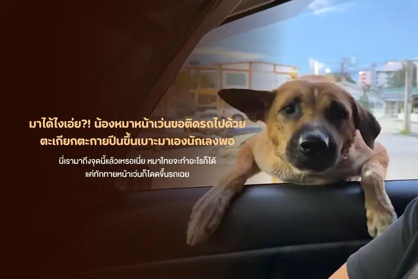 มาได้ไงเอ่ย?! น้องหมาหน้าเว่นขอติดรถไปด้วย ตะเกียกตะกายปีนขึ้นเบาะมาเองนักเลงพอ