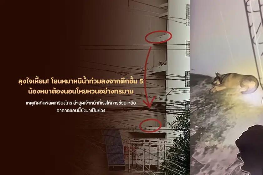 ลุงใจเหี้ยม! โยนหมาหนีน้ำท่วมลงจากตึกชั้น 5 น้องหมาต้องนอนโหยหวนอย่างทรมาน